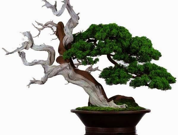 bonsai dengan sebagian batang mati cara mengawetkan kayu bonsai