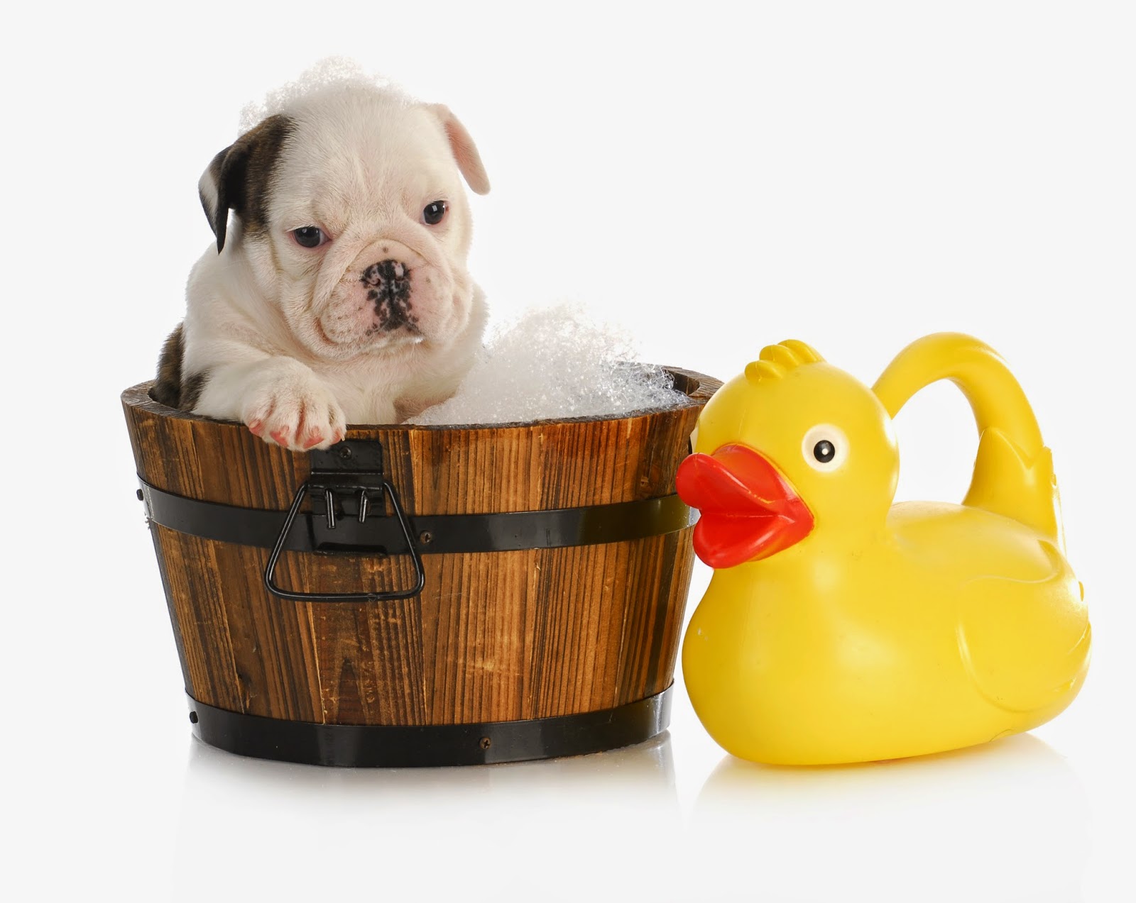 Dog In A Bathtub Pictures Dog In A Bathtub Pictures