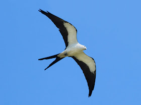Swallow-tailed Kite - Florida
