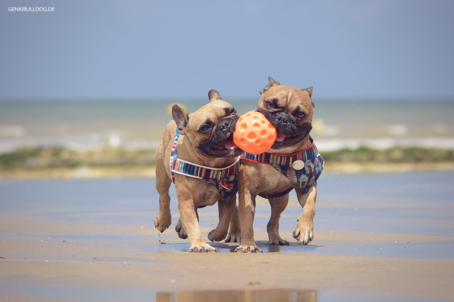 Hundbelog Genki Bulldog - Urlaub in der Nromandie Veules-les-Roses Hundbelog Genki Bulldog - Urlaub in der Nromandie Veules-les-Roses