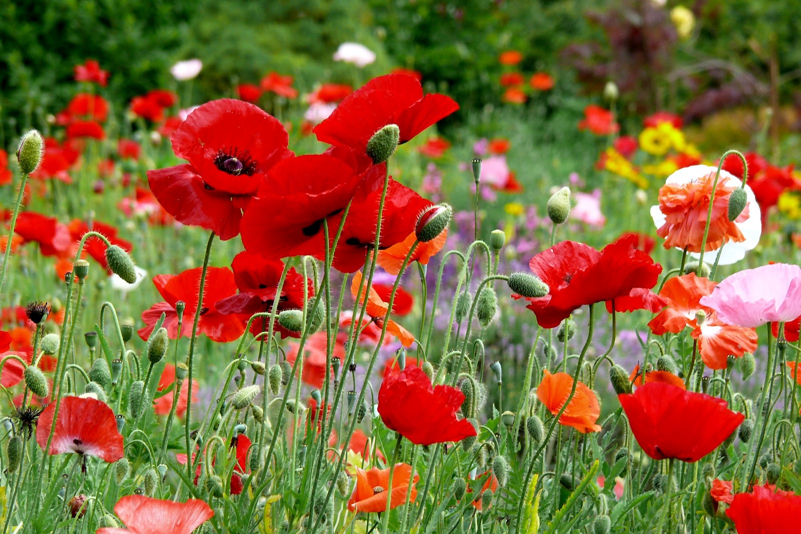 Roter Mohn Roter Mohn