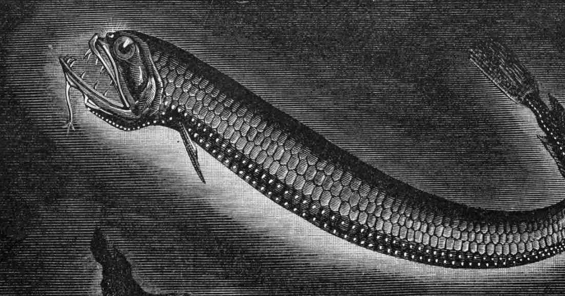 Los abismos oceánicos - Biología