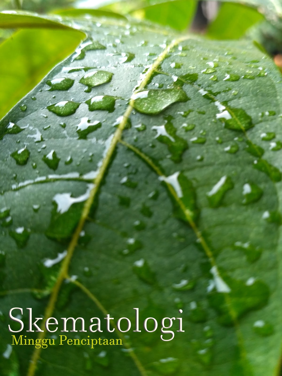 Pelnap Ketapang Hari ketiga kelihatan yang kering dan tumbuh