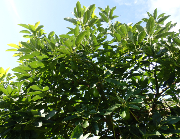 Un Aguacate En El Jardín Cuidados Y Poda