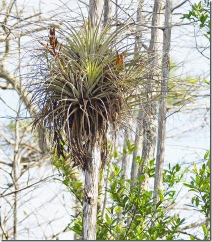 Adventures of Kitfoxgal and DesertDale: Air Plant (Bromeliads) In Florida