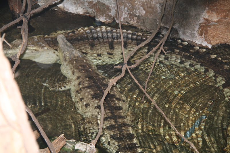 Higgins of 5 The Dallas World Aquarium