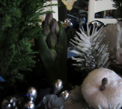 Hyacinth in the middle