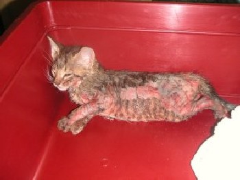 sarna-gatos-enfermedad-piel-prevención