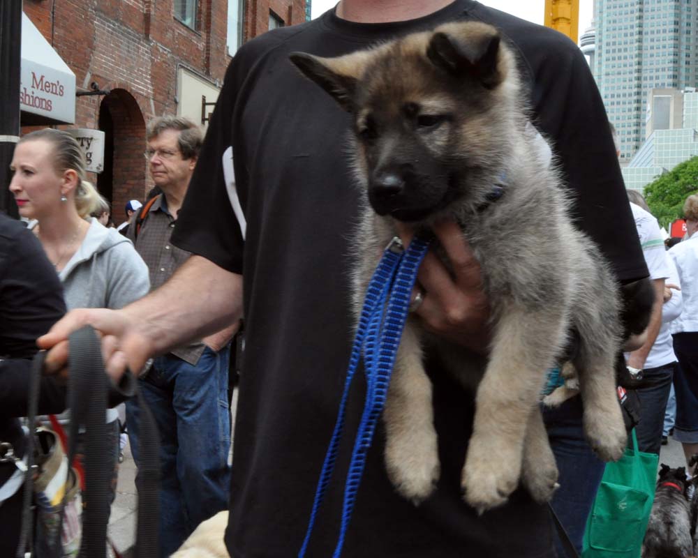 What Can I Do With My Dog In Toronto