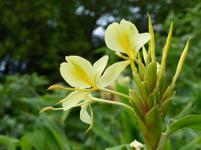 Faaxaal Photos nature gratuites et libres de droits Longose jaune