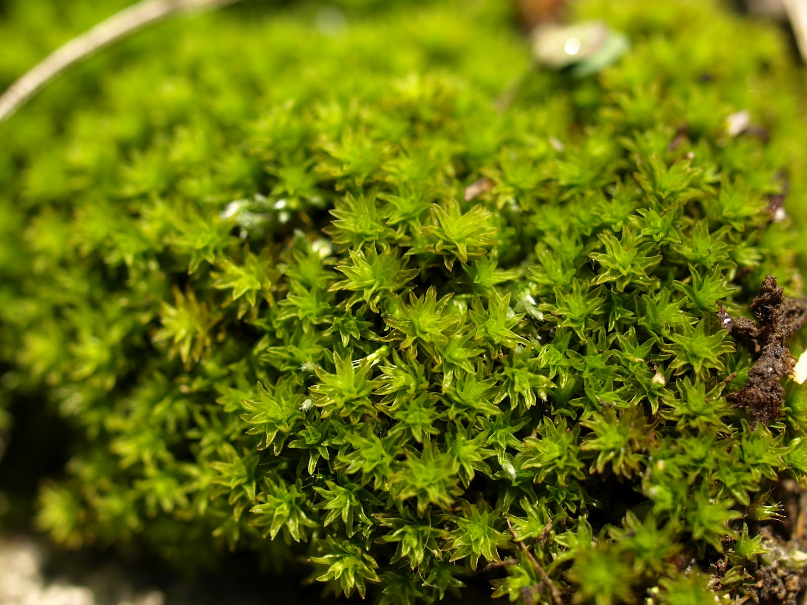 道草 michikusa blog 小さな苔の森: コケを楽しむ