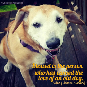 senior old dog rescue golden retriever beagle adopt quote smile