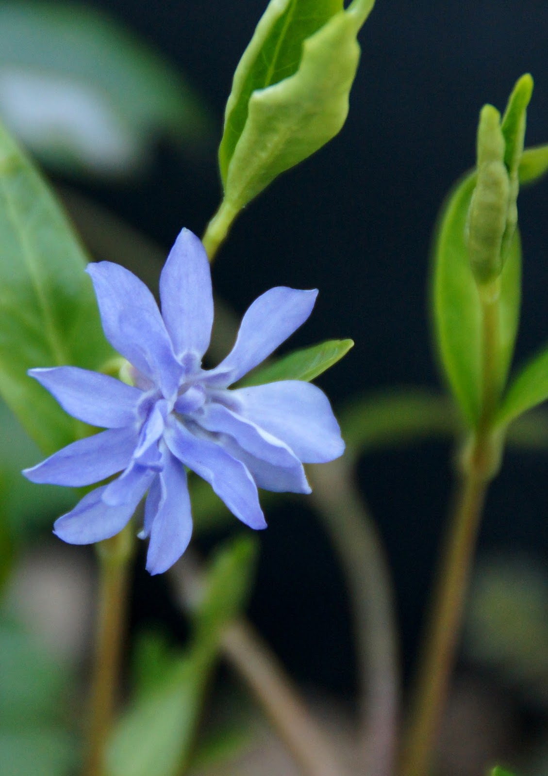 Garden challenges Rabbits