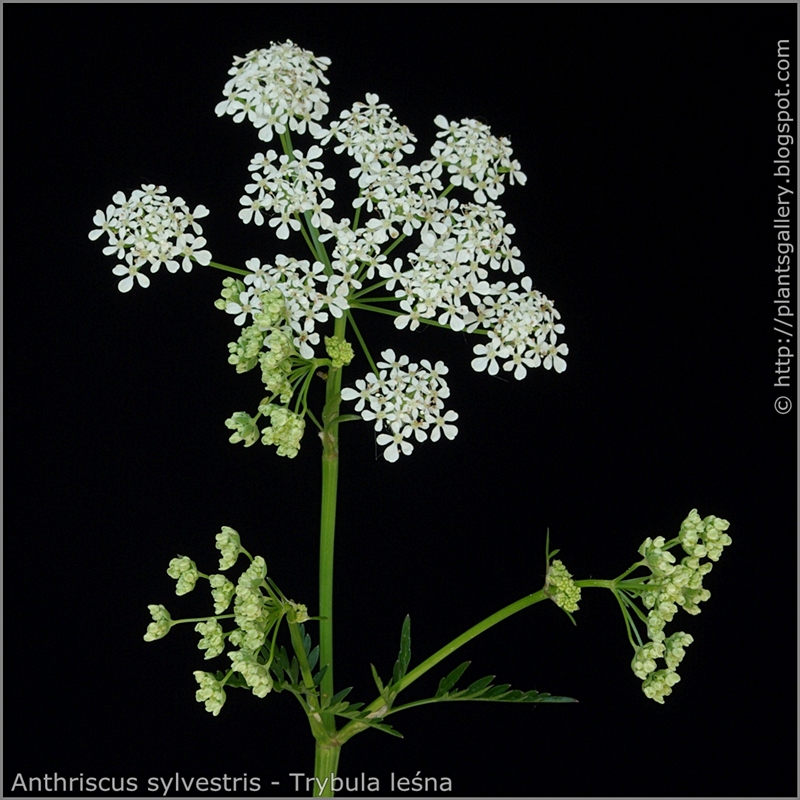 Anthriscus sylvestris inflorescence - Trybula leśna kwiatostan