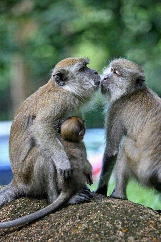 Adorable animals kissing Amazing Creatures