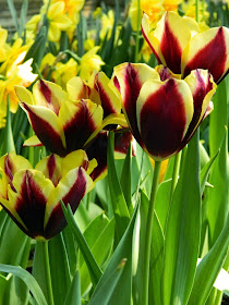 Tulipa Gavota Triumph tulip Centennial Park Conservatory 2015 Spring Flower Show by garden muses-not another Toronto gardening blog