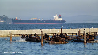 Dark brown harbor seals rest on wooden pontoons while white and grey seagulls perch on the pilings as a large black and red cargo ship sails into San Francisco Bay