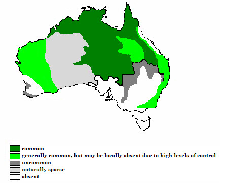 Australian Wildlife Photos on Distribution Map Of Australian Dingoes  The Black Line Represents The