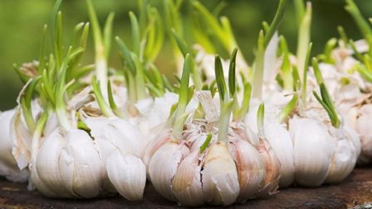 Advantages and disadvantages of garlic. ONLINE HEALTH AND BEAUTY TIPS