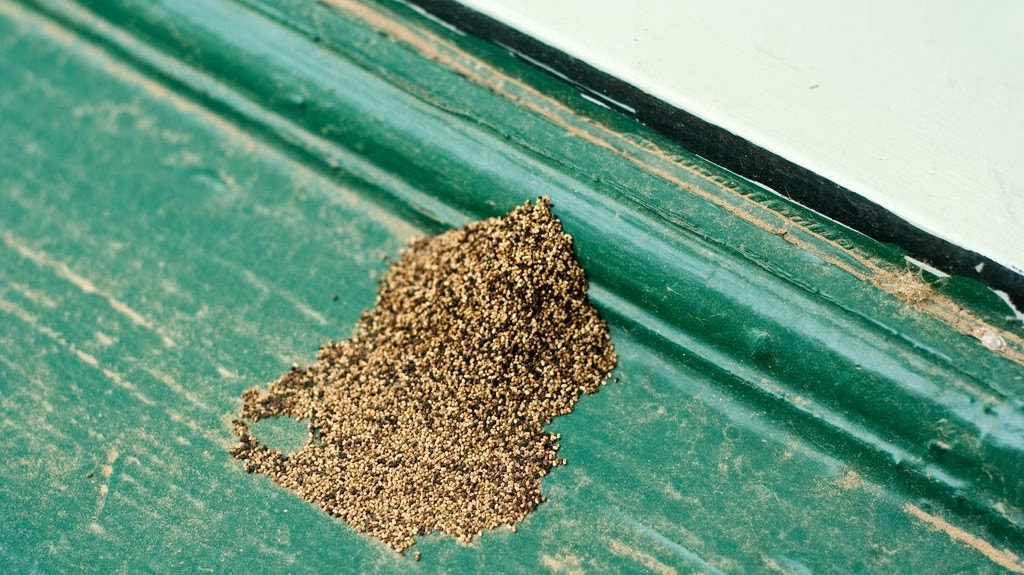 Termite Termites Inside House House Information Center