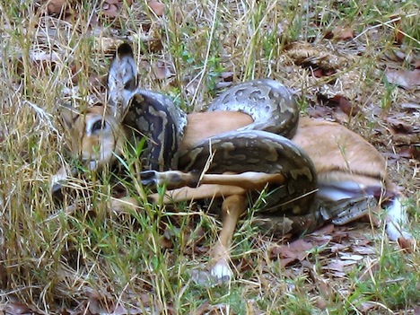 Use Baby Rabbits As Food For Ball Python Use Baby Rabbits As Food For Ball Python