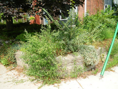 Toronto Garden Cleanup in Riverdale Before by Paul Jung Gardening Services--a Toronto Gardening Company Toronto Garden Cleanup in Riverdale Before by Paul Jung Gardening Services--a Toronto Gardening Company