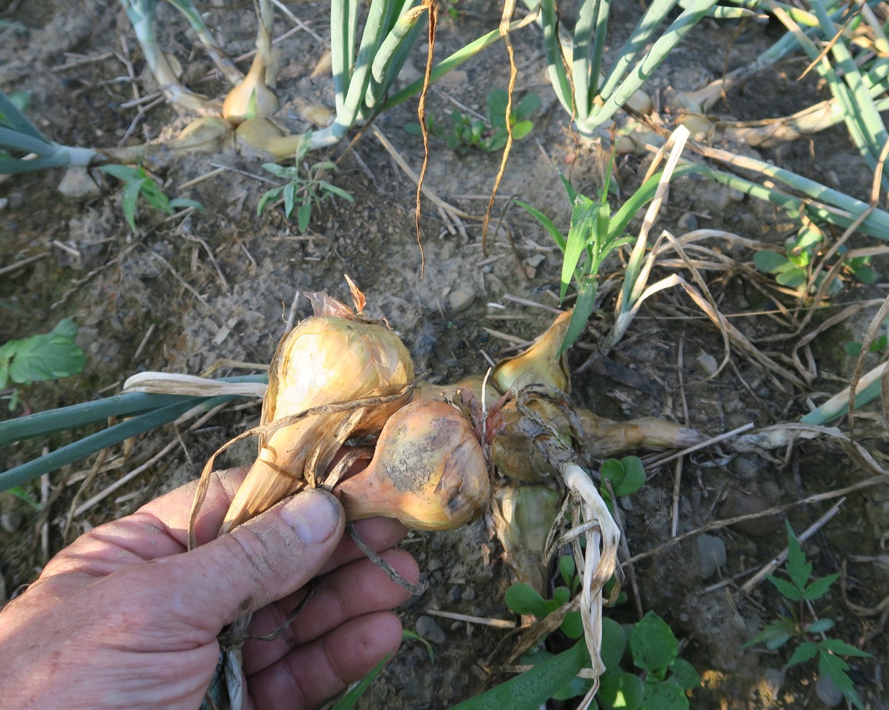 Upland Potato Onion Harvest 2016orThese Peasant Onions Are Amazing!
