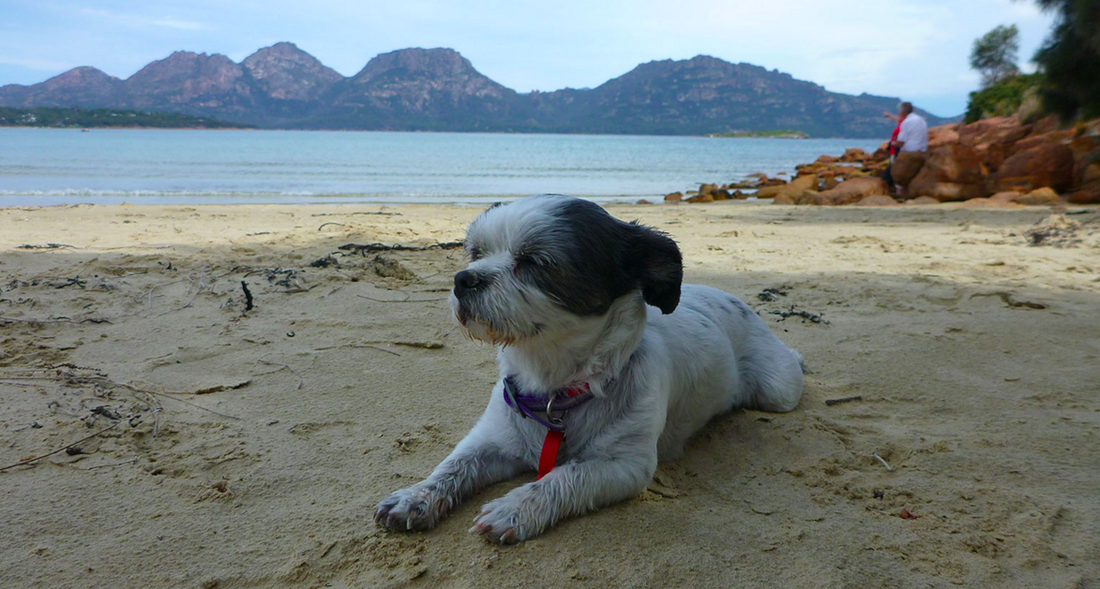 Little dog on the sand at Muirs Beach Coles Bay Tasmania