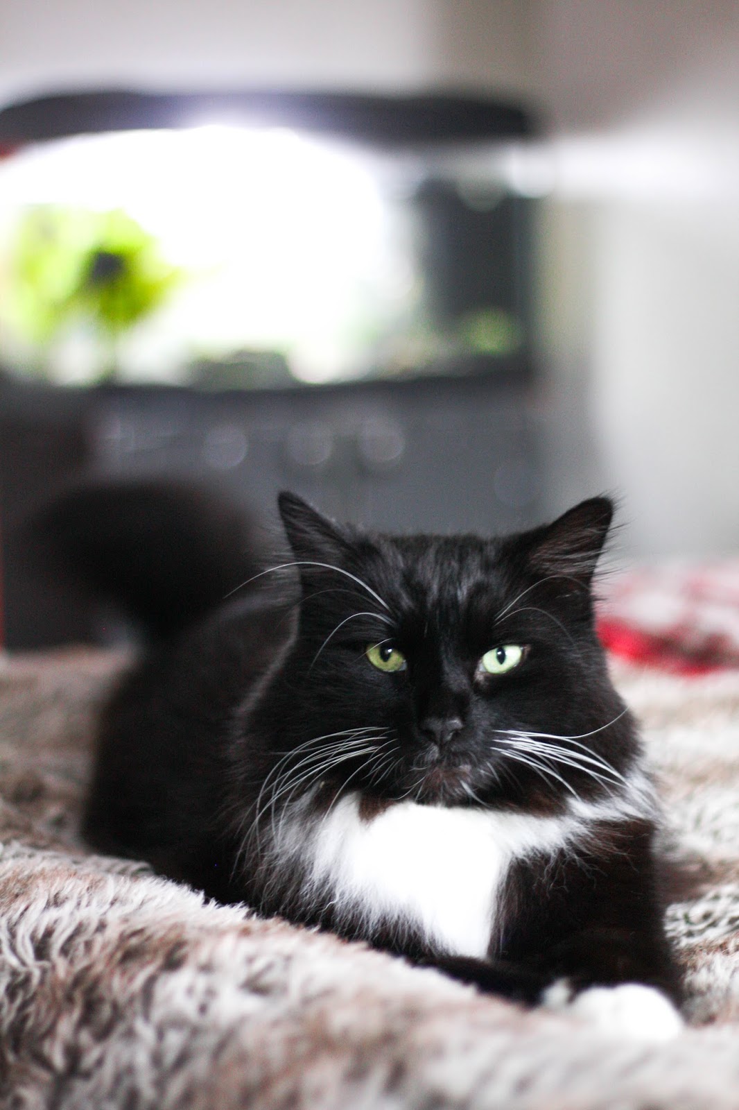 Feline Foodology: Chicken with prawns by ShinyCat Feline Foodology: Chicken with prawns by ShinyCat