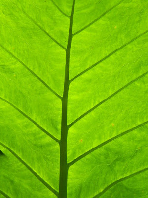 Philodendron leaf underside Allan Gardens Conservatory by garden muses-not another Toronto gardening blog