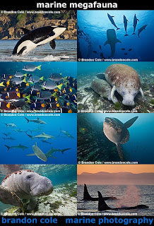 digital pictures made by profession underwater photographer, including photos of killer whales breaching, endangered manatee stock photographs, dramatic shots of schools of silky sharks, shoals of fish from the Galapagos Islands, and more marine life photos and video clips