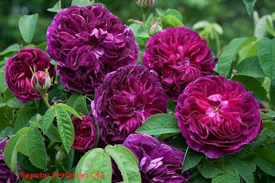 10 Jenis  Bunga  Mawar  Terindah Yang Belum Anda Ketahui 