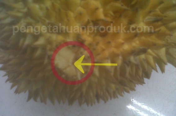 Cara Membelah Durian, Paling Mudah dan Aman Terkini