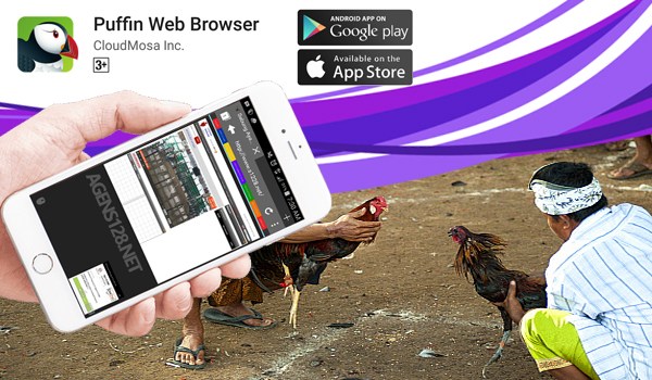 bermain sabung ayam