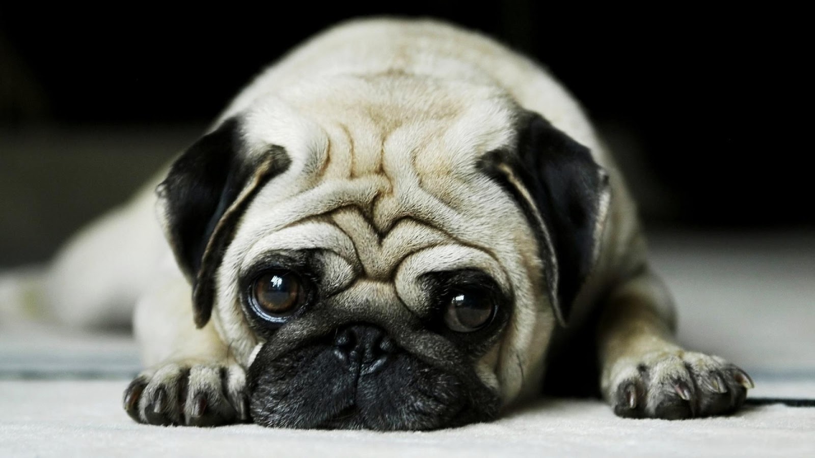 Dogs Are Our Best Friends Ini Dia 5 Anjing Dengan Muka Yang
