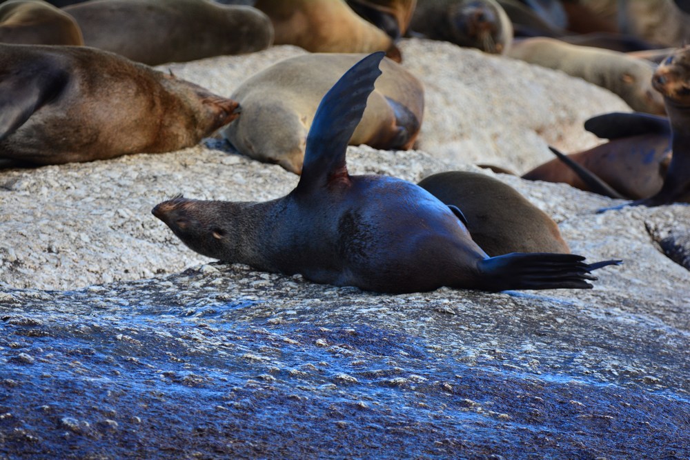 Les otaries en mode repos Les otaries en mode repos