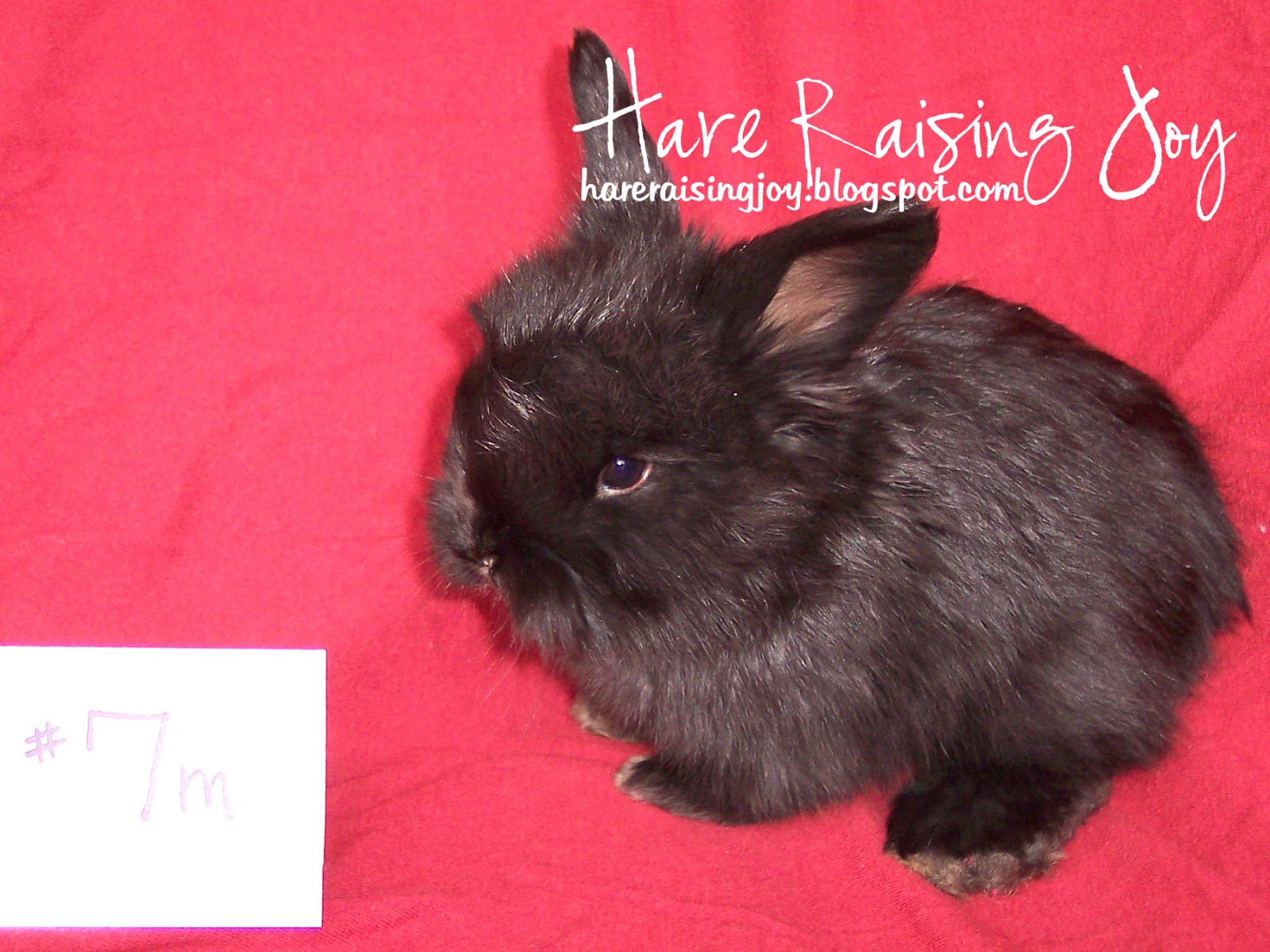 Hare Raising Joy Our First Bunnies for Adoption