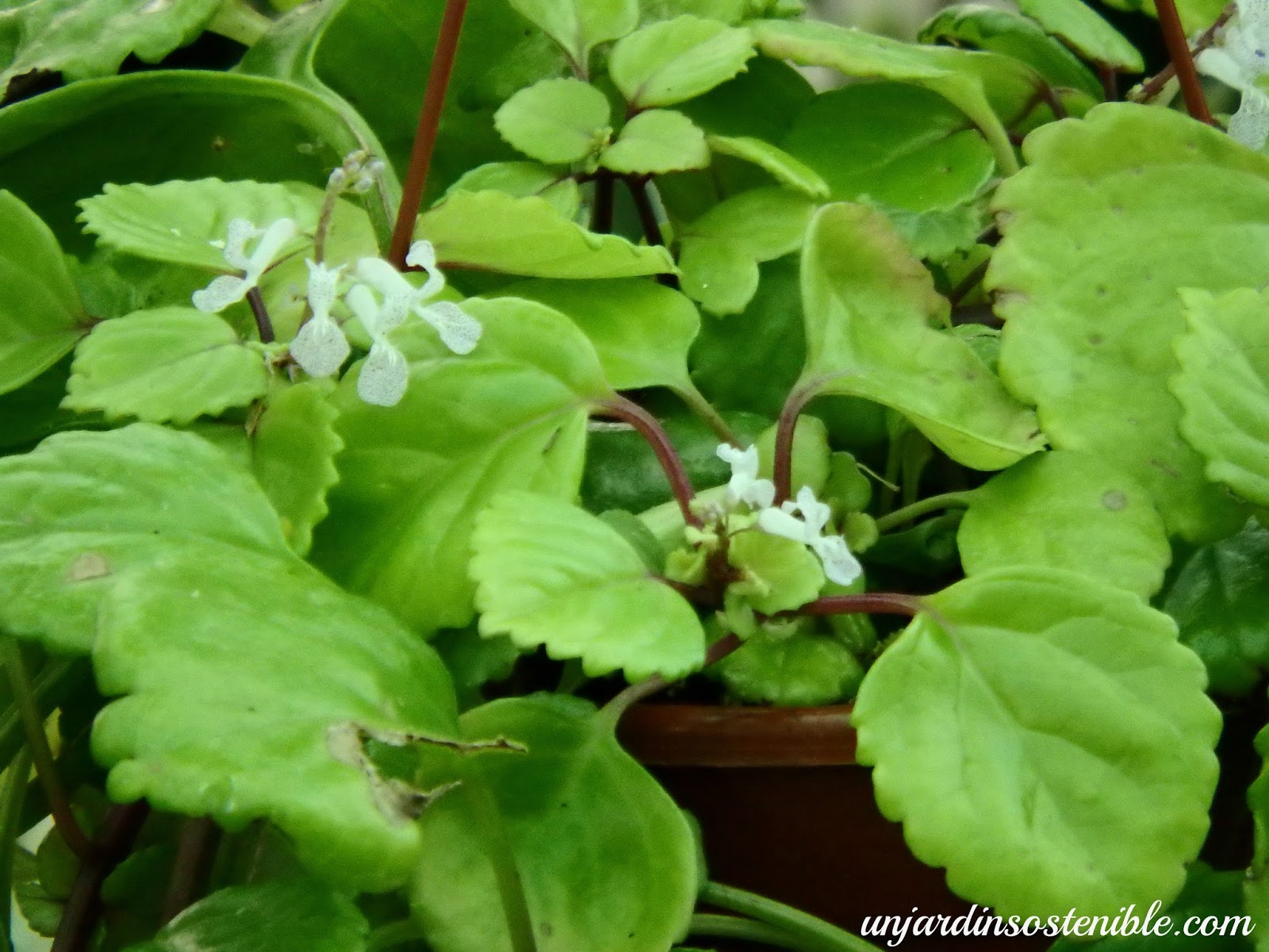 Plectranthus verticillatus (Planta del dinero)