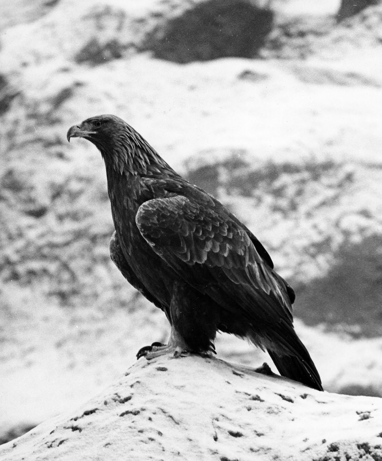 Amber reunion telephoto lens reunion