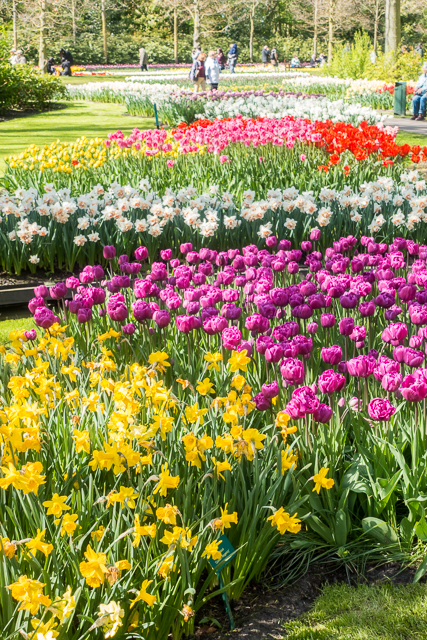 Keukenhof Gardens - Tulip Heaven in the Netherlands - a MUST if you are in Europe in the spring. The most amazing garden EVER! Keukenhof Gardens - Tulip Heaven in the Netherlands - a MUST if you are in Europe in the spring. The most amazing garden EVER!