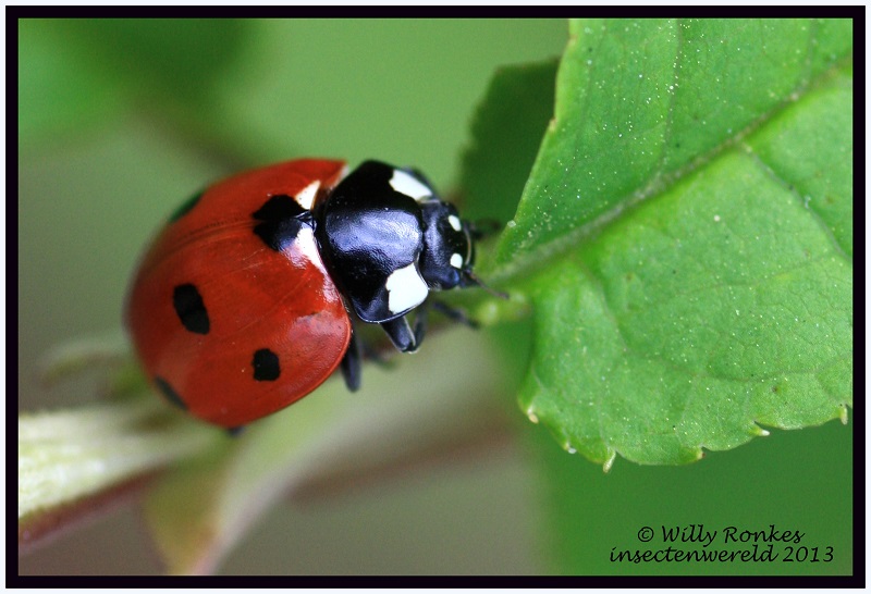 INSECTENWERELD Stippen