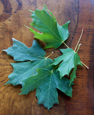 maple leaves