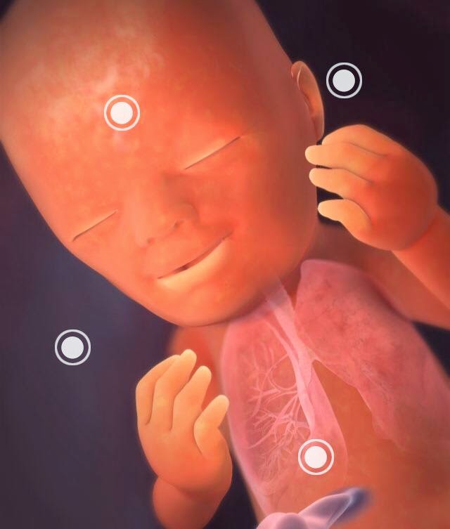 19 беременности что происходит. ребёнок 19 недель беременности в животе. малыш на 19 неделе беременности. 19 беременности что происходит. 19 беременности что происходит.