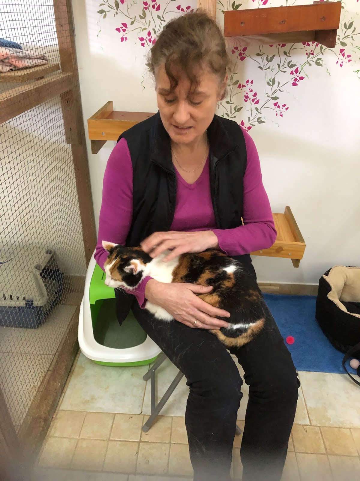 words from the funny farm The Funny Farm Cat Rescue