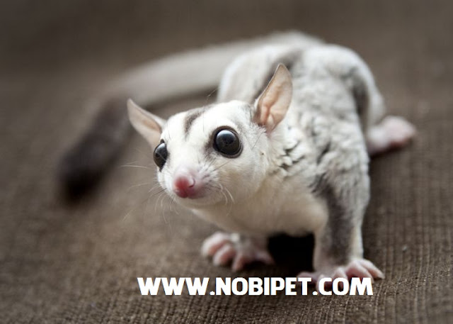 ban-soc-bay-uc-sugar-glider-gia-re-da-nang.jpg