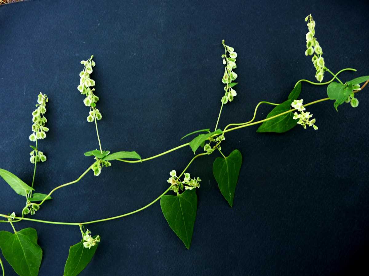 r o b i n 's y a r d: Fallopia convolvulus (Polygonum convolvulus) image.