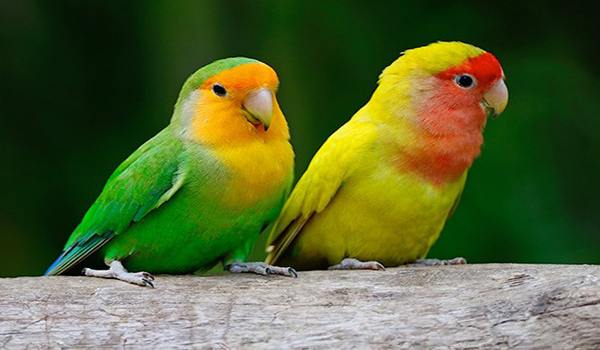 melatih lovebird makan sayur