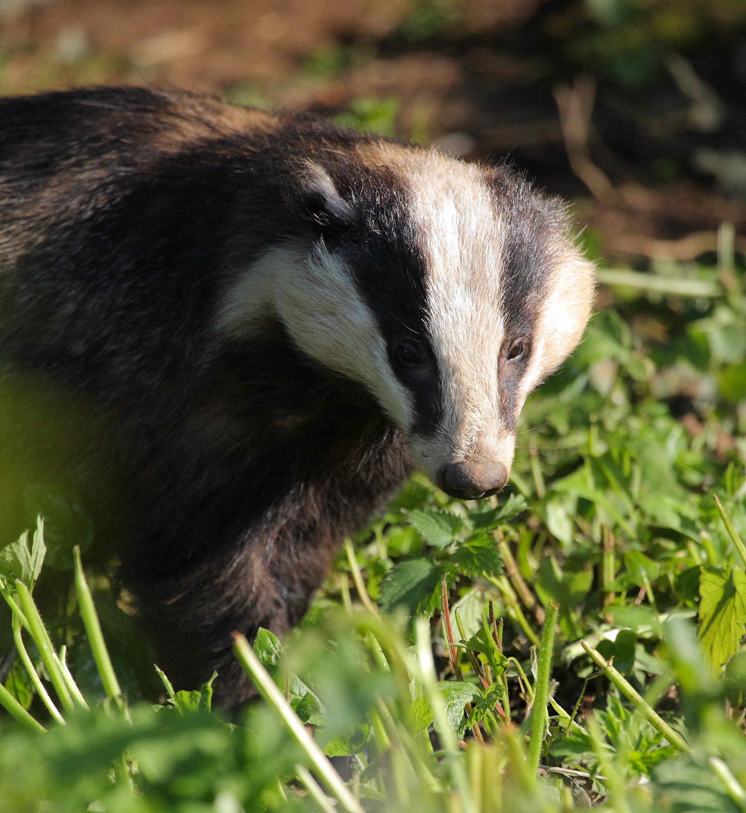 Wildlife in Cornwall: Our Local Male Badger out for Early Dinner!!