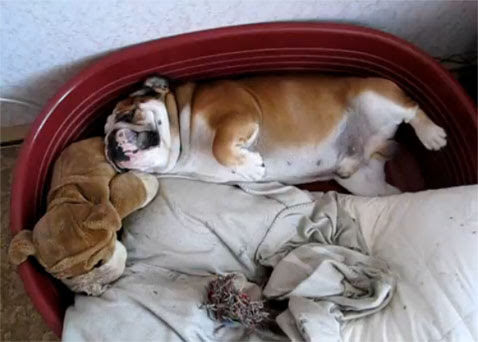 Video : 寝起きの悪すぎるイヌ