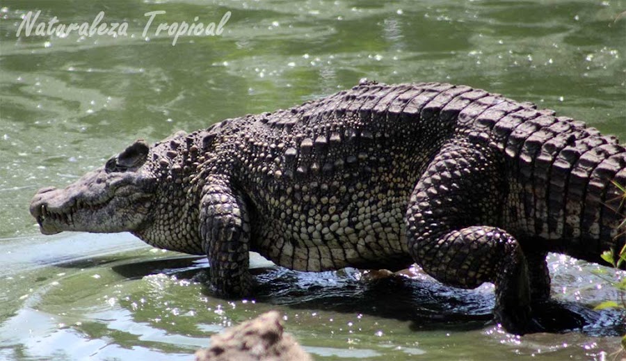 El Cocodrilo Cubano entrando al agua, Crocodylus rhombifer